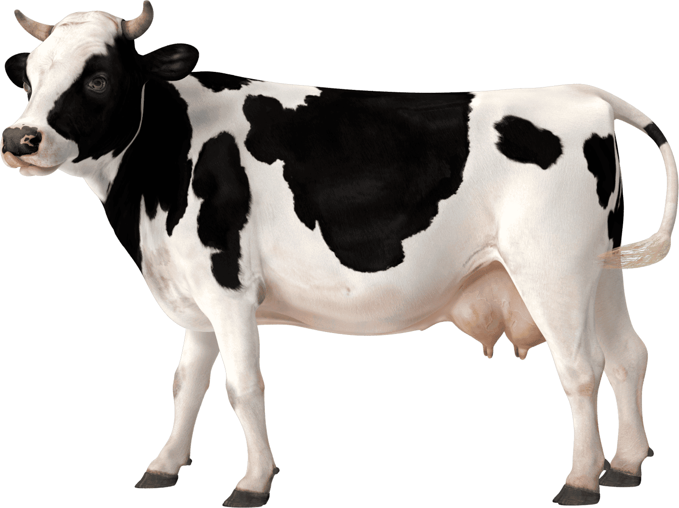 Cow Main