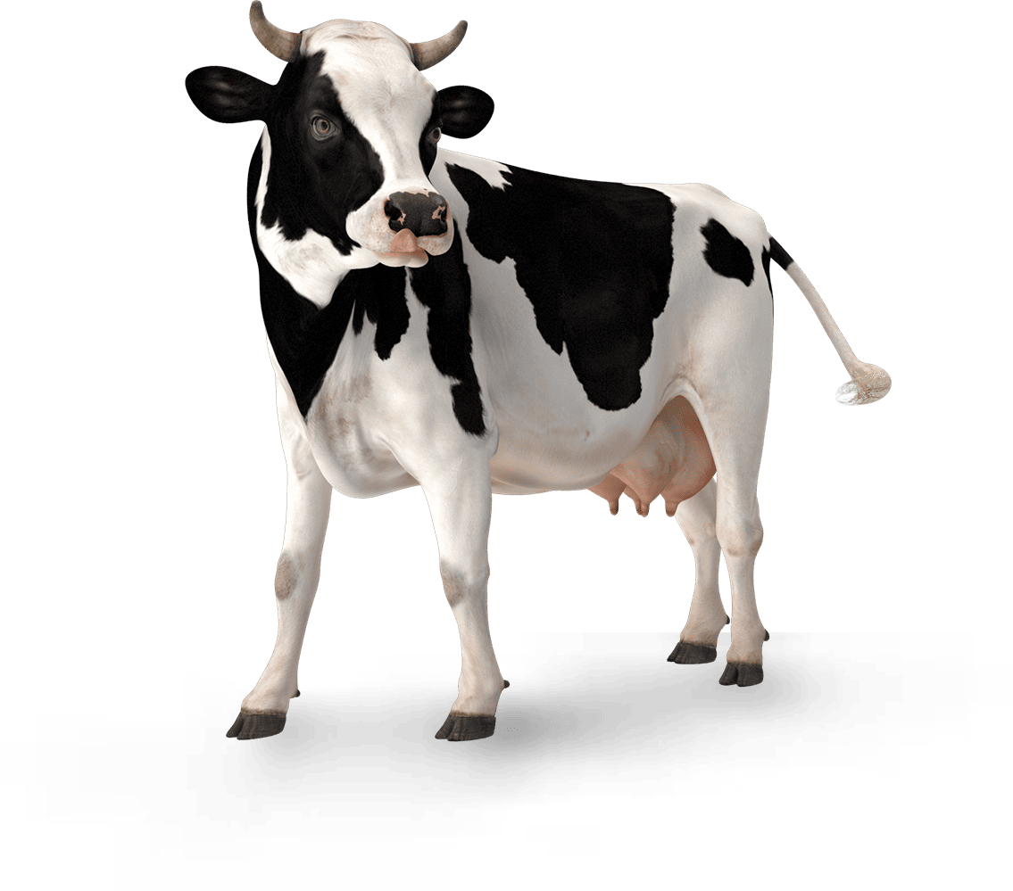 Cow 2