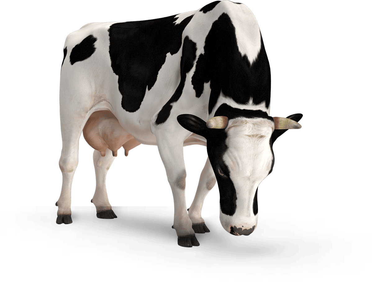 Cow 3